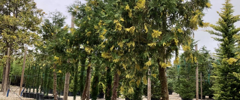 Calocèdre de Californie ‘Aureovariegata’ en tige pour brise-vue persistant et élégant