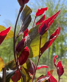 Arbres à feuillage pourpre : guide et sélection