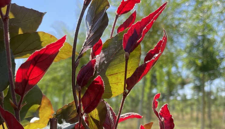 Arbres à feuillage pourpre : guide et sélection