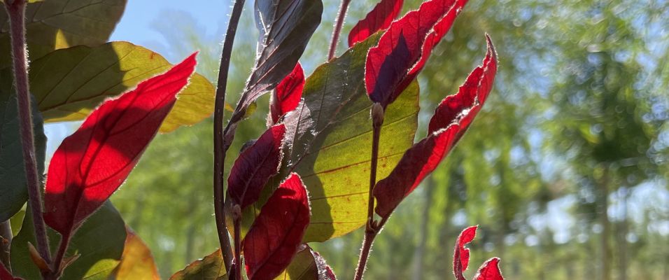 Arbres à feuillage pourpre : guide et sélection