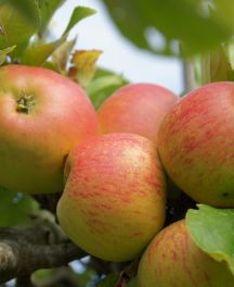 Quelles sont les meilleures variétés de pommes? Notre guide pour bien choisir et réussir vos récoltes