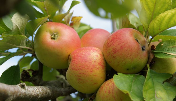 Quelles sont les meilleures variétés de pommes? Notre guide pour bien choisir et réussir vos récoltes