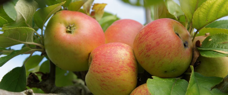 Quelles sont les meilleures variétés de pommes? Notre guide pour bien choisir et réussir vos récoltes