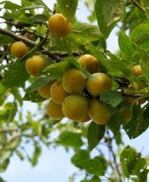 Reine-Claude, Mirabelle ou Quetsche : quels pruniers choisir pour votre jardin?