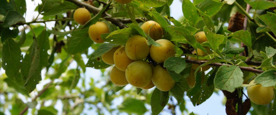 Reine-Claude, Mirabelle ou Quetsche : quels pruniers choisir pour votre jardin?