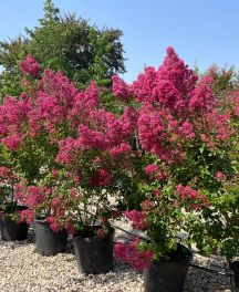 Le plus bel arbre en fleurs en août : Le Lilas des Indes