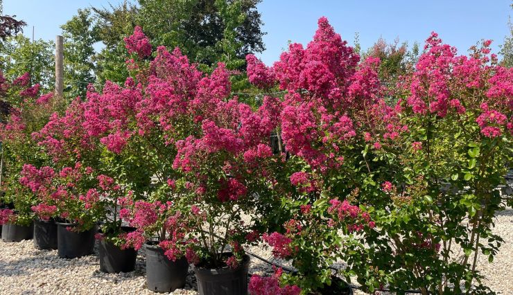Le plus bel arbre en fleurs en août : Le Lilas des Indes