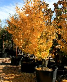 Ginkgo biloba, l’arbre aux quarante écus : quelle variété pour votre jardin ?