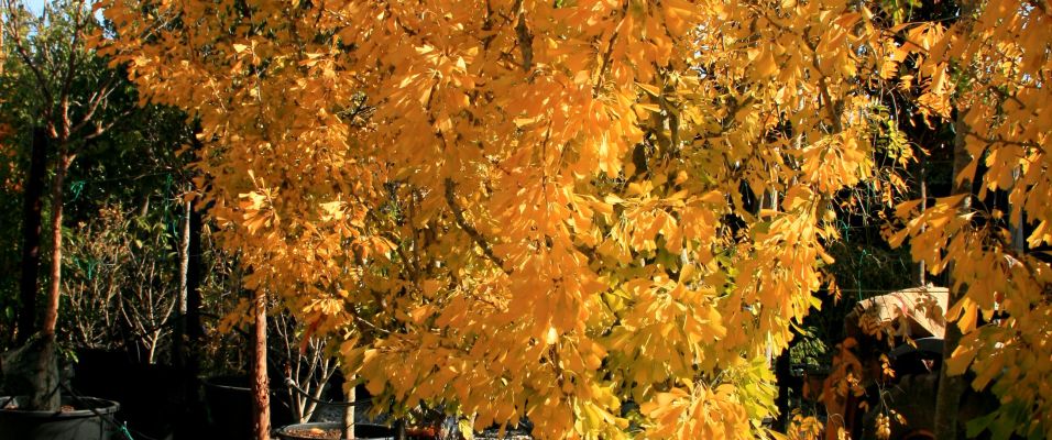 Ginkgo biloba, l’arbre aux quarante écus : quelle variété pour votre jardin ?