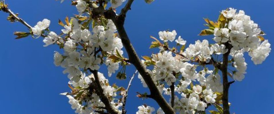 2026 : cultiver un jardin qui vous ressemble