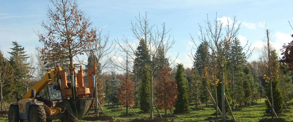 Quand planter un arbre ? Le bon calendrier (automne, hiver, printemps)