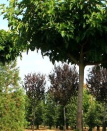 Quel arbre choisir pour ombrager une terrasse ?