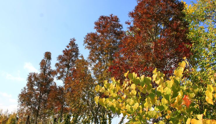 Frênes : espèces, variétés et conseils de plantation