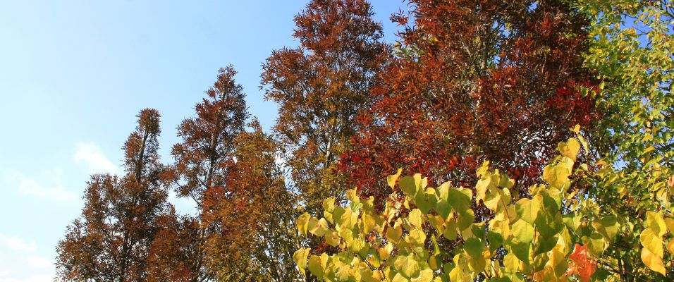 Frênes : espèces, variétés et conseils de plantation