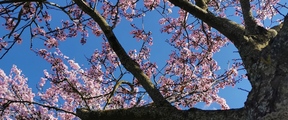 Les arbres en fleurs au Printemps 