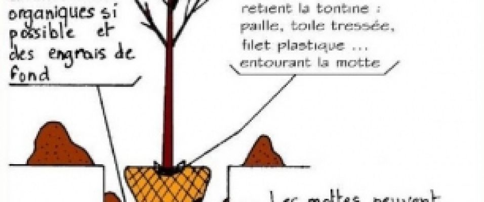 Planter un arbre livré en motte - Conseils de pépiniériste