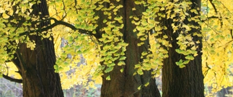 Gingko biloba l'arbre aux quarante écus