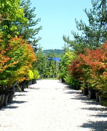 Arbres de grande taille : votre Pépinière en Ile-de-France 