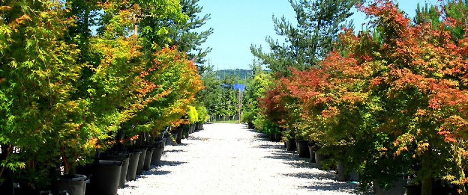 Vente d'Arbres de Grande Taille - Pépinières Ile-de-France 