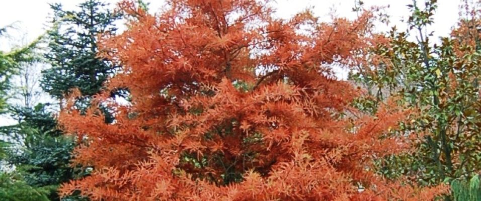 Cyprès chauve - Taxodium distichum - Cyprès