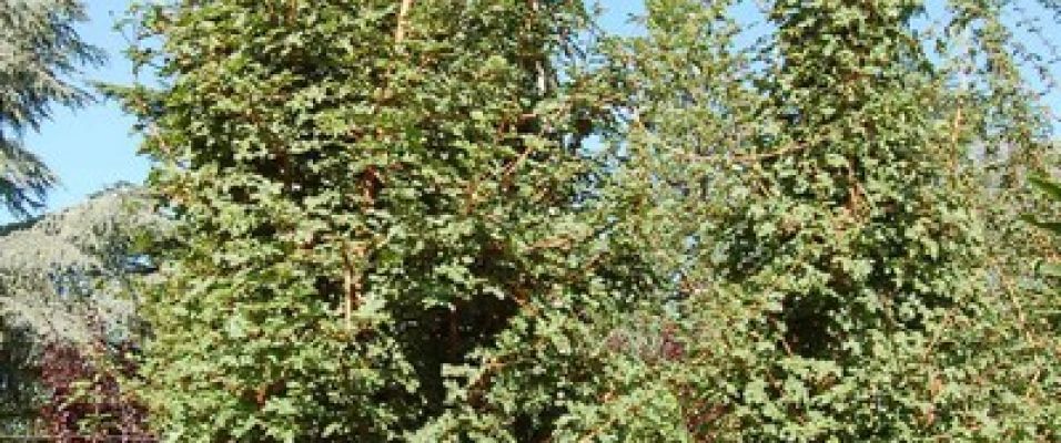Erable champêtre - Acer campestre - Erables