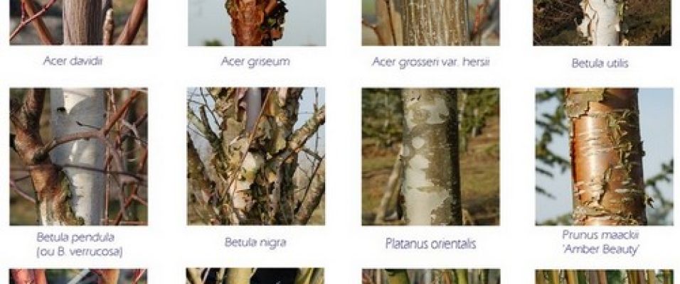 Arbres et arbustes à bois décoratifs les écorces