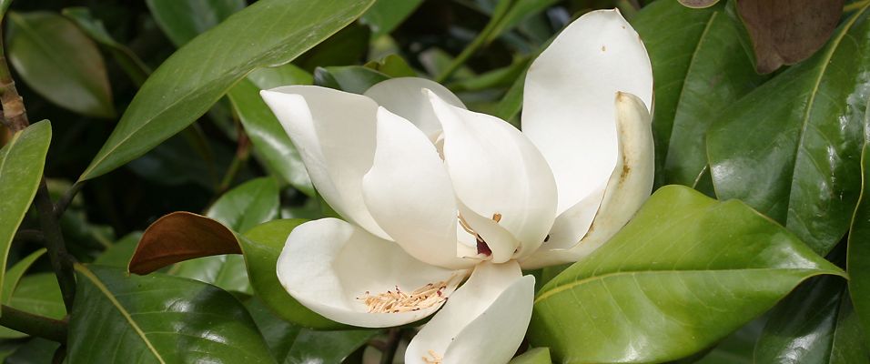 Acheter un Magnolia avec les Pépinières de Bazainville