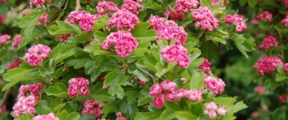 Aubépine Rouge Crataegus oxyacantha variété 'Paul's Scarlet'