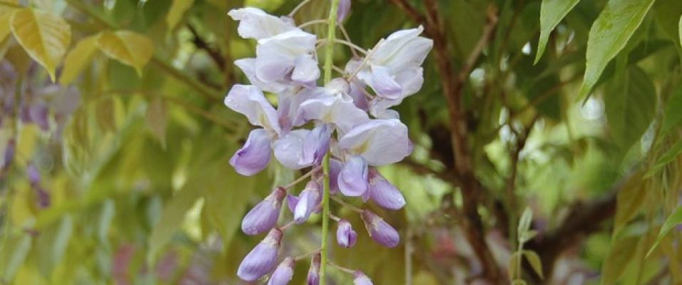 Wisteria Floribunda – Glycine du Japon