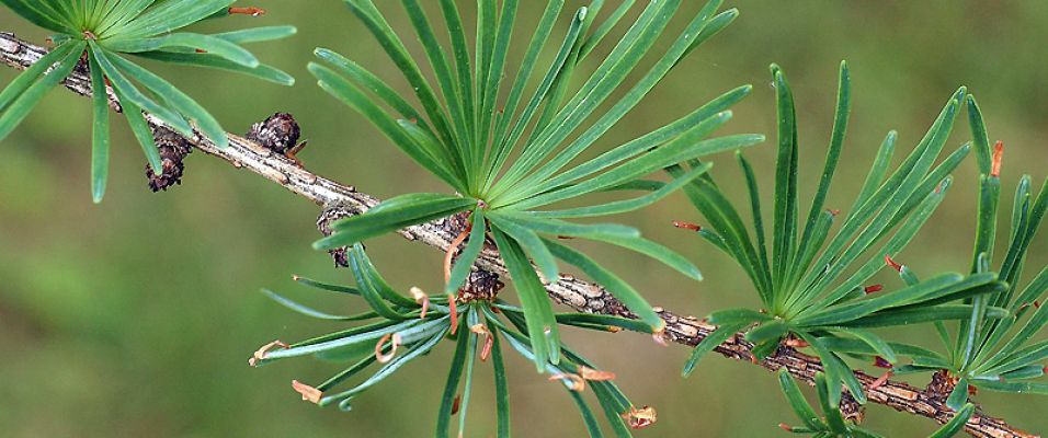 Le Mélèze du Japon Larix leptolepis ou Larix kaempferi