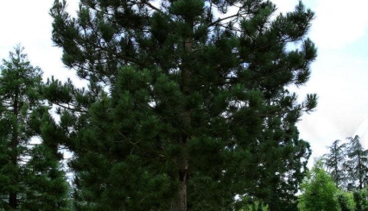Pinus Nigra Austriaca - Pin Noir d'Autriche