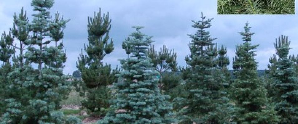 Vente en Pépinières - Abies concolor