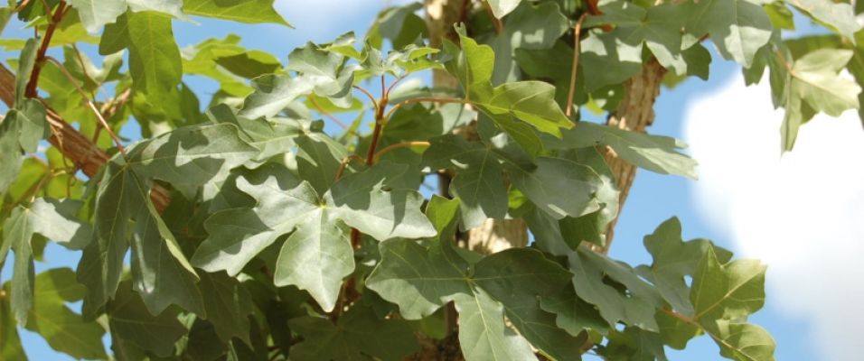 Acer campestre - Erable champêtre