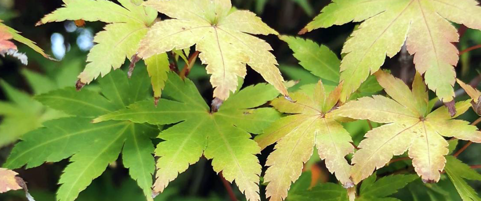 Acer palmatum - Erable du Japon - Pépinières Bazainville