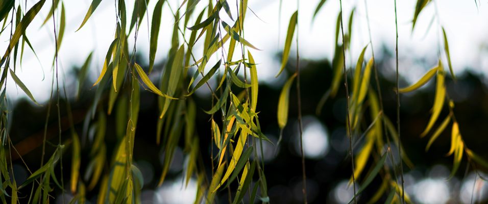 Arbre Pleureur d'Ornement - Pépinières de Bazainville