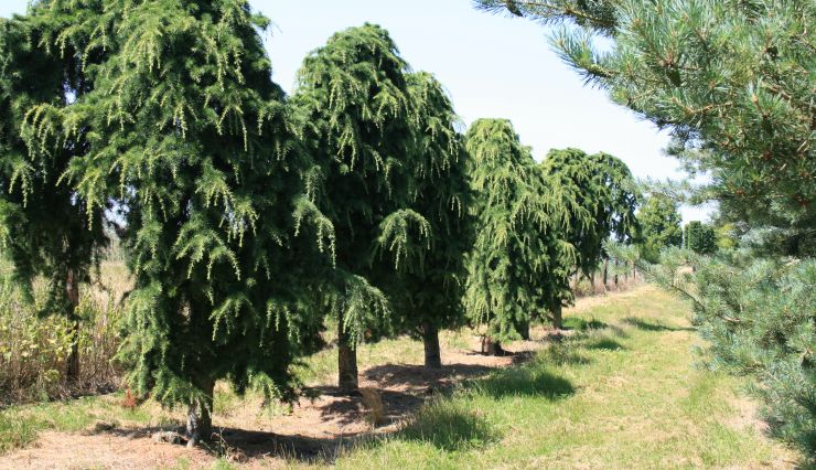 L'arbre d'ornement pleureur : guide et sélection
