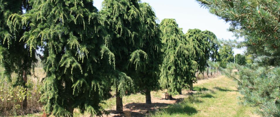 L'arbre d'ornement pleureur : guide et sélection
