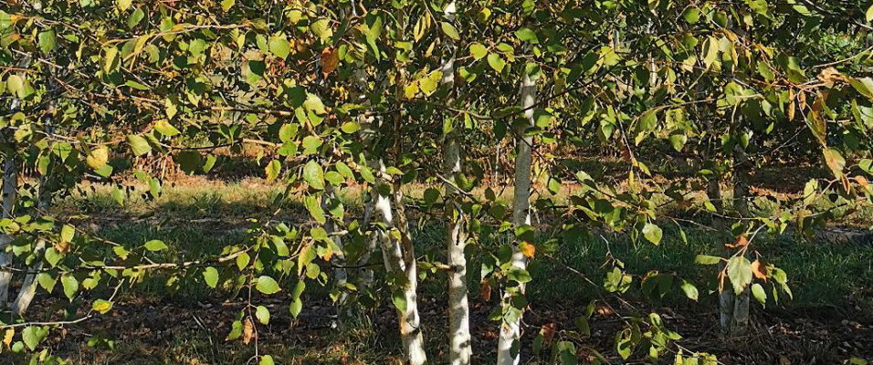 Arbres à Croissance Rapide - Pépinières de Bazainville