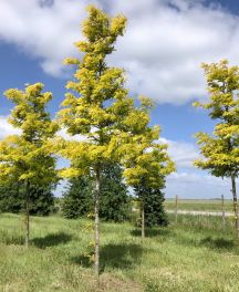 Arbres à croissance rapide : ombrager et structurer votre jardin rapidement