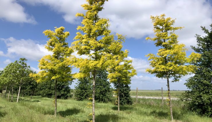 Arbres à croissance rapide : ombrager et structurer votre jardin rapidement