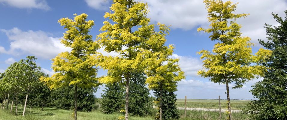 Arbres à croissance rapide : ombrager et structurer votre jardin rapidement