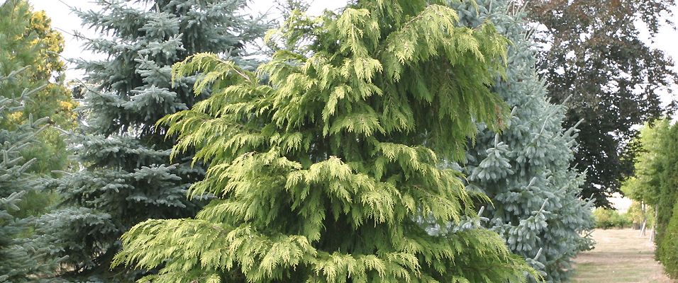 Séquoias Giganteum et Sempervirens - Vente de Conifères