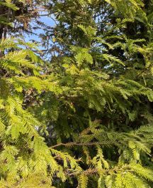 Séquoias : géants mythiques du monde végétal