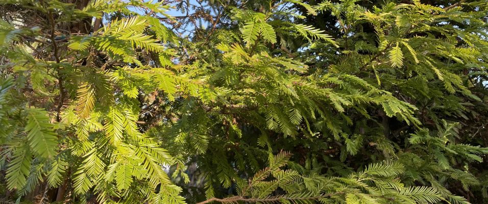 Séquoias : géants mythiques du monde végétal