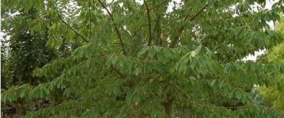 Les arbres fruitiers des pépinières de Bazainville