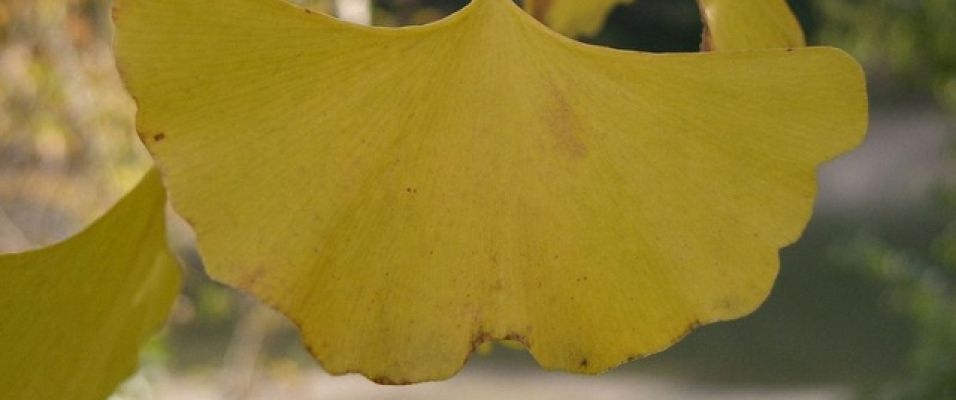 Gingko biloba un arbre à la couronne élégante