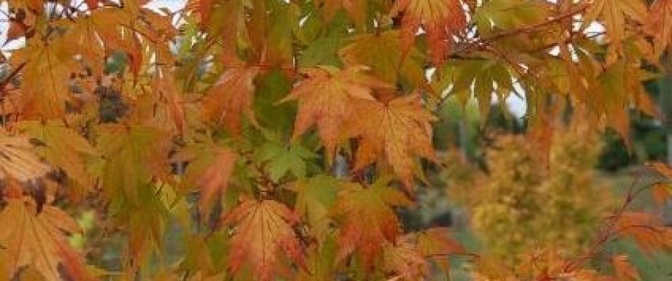 Un arbre dans un petit jardin ? - Pépinières de Bazainville