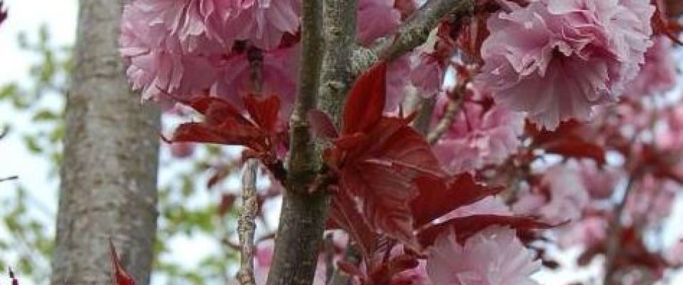 Arbustes fleuris conseillés par les pépinières de Bazainville