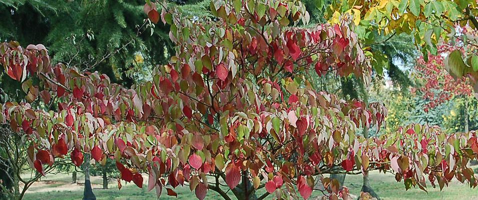 Quel arbre pour un jardin peu ensoleillé et à l'ombre ?