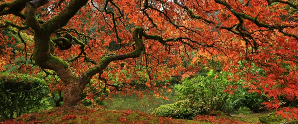 Quel arbre pour un jardin peu ensoleillé ou à l’ombre ?